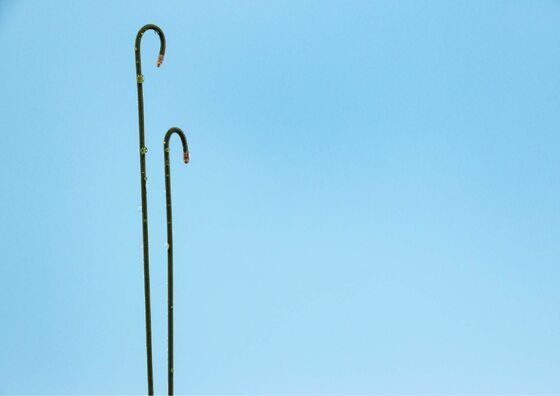 Jakość Wskazówka PTFE ze stali nierdzewnej powlekany teflonem Guidewire Ptfe Wire Guide Biały fabryka